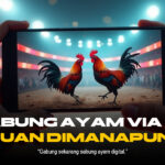 Membedah Dunia Sabung Ayam: Provider, Jenis Ayam, dan Strategi Odds Terbaik