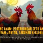 Mengenal Ayam Bangkok Dalam Dunia Sabung Ayam SV388