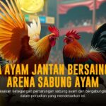 Mengenal Jenis Ayam Aduan Terbaik di Sabung Ayam Online
