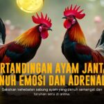 Mengupas SV388: Platform Unggulan Sabung Ayam Online