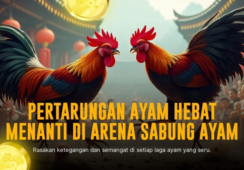 Mengenal Jenis Ayam Bangkok dalam Sabung Ayam Live SV388