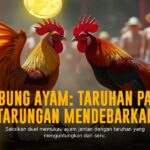Mengenal Ayam Bangkok: Raja di Arena Sabung Ayam SV388