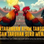 Mengenal Ayam Bangkok: Si Jago Tarung Sabung Ayam Online