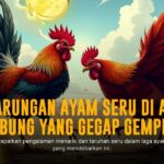 Mengenal Sabung Ayam SV388: Adu Kuat dan Peluang Menang