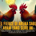 Mengenal Jenis Ayam Bangkok : Raja Sabung Ayam yang Bikin Ketagihan