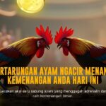 Mengenal Ayam Bangkok: Raja Sabung Ayam yang Tak Tertandingi